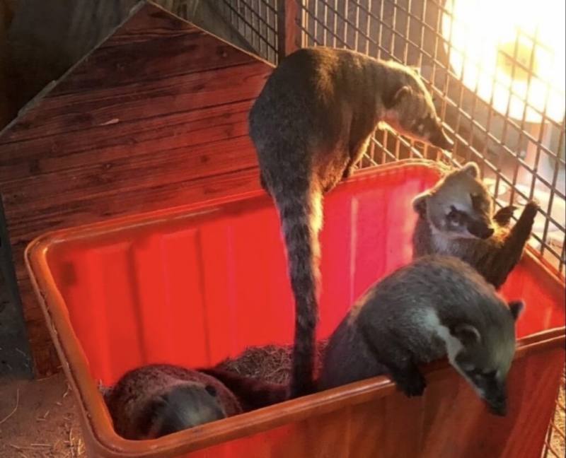 寒流來襲，新竹市立動物園啟動防寒機制，提供暖燈、地熱、禦寒被單等保暖設備，其中長鼻浣熊齊聚在暖燈前，一起取暖的模樣相當可愛。（新竹動物園提供）