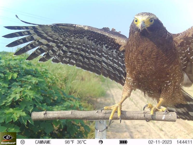 台糖與屏東科技大學合作試驗在蔗田設置高聳棲架，大冠鷲豪氣降落。（屏東科技大學提供）