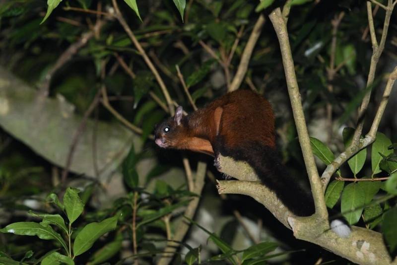 保育類野生動物造訪政大 麝香貓、食蟹獴現身|農業 | 僑務電子報