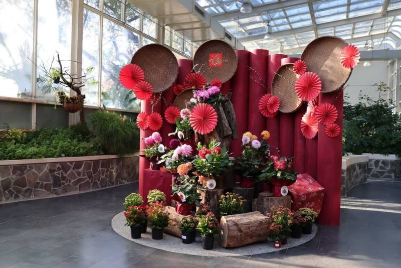 農曆新年將至，國立自然科學博物館推出「富貴長壽—新春花展」，由埔里花卉業者提供優質盆花，展覽介紹大理花、長壽花各式品種、栽培管理。（科博館提供）