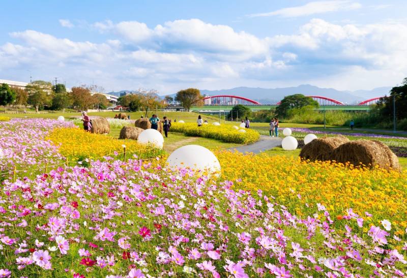 The Guting Riverside Sea of Flowers in full bloom until late February