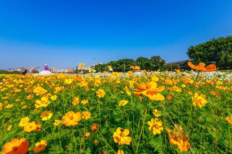 Yellow cosmos are a key highlight in the cosmos sea of flowers