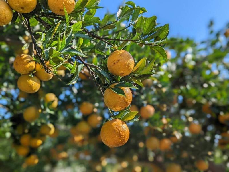 農曆春節送禮常見桶柑，農糧署說明，桶柑除了富含水分，還含有蛋白質、醣類、維生素A、維生素C、鈣、磷、鈉、鐵等營養成分。（農糧署提供）