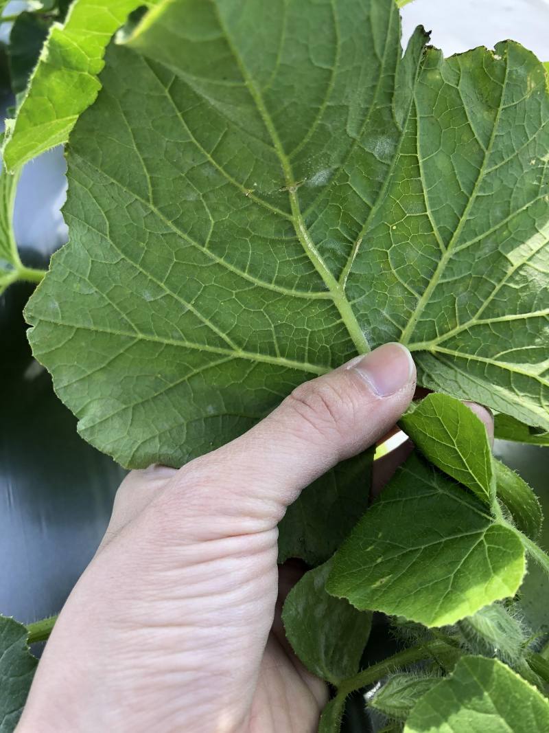 白粉病初期病徵多出現於葉背，保持園區通風及早噴施藥劑，可降低危害率