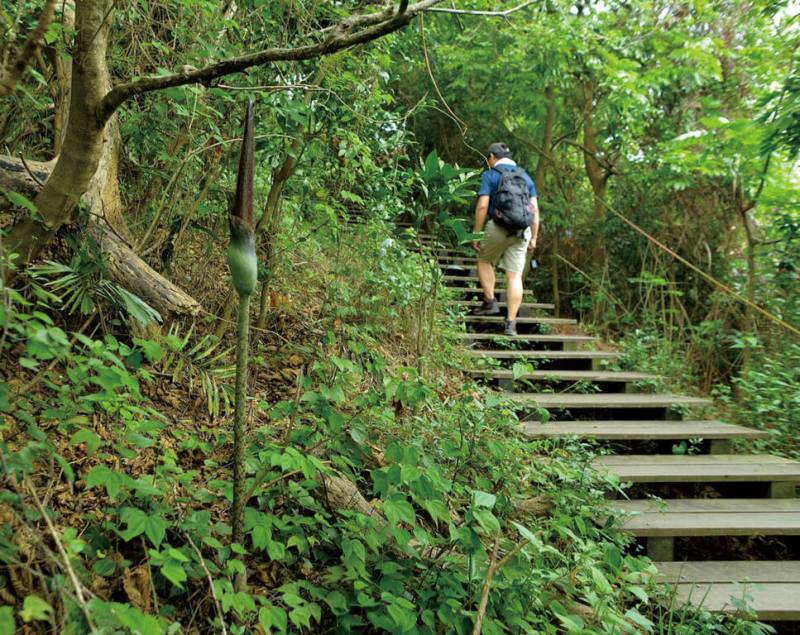 壽山國家自然公園植物多樣性且具觀賞價值，國家自然公園管理處在半屏山、龜山、壽山及旗後山步道沿線進行植物調查，並建立植物名錄，其中包括密毛魔芋。（國家自然公園管理處提供）