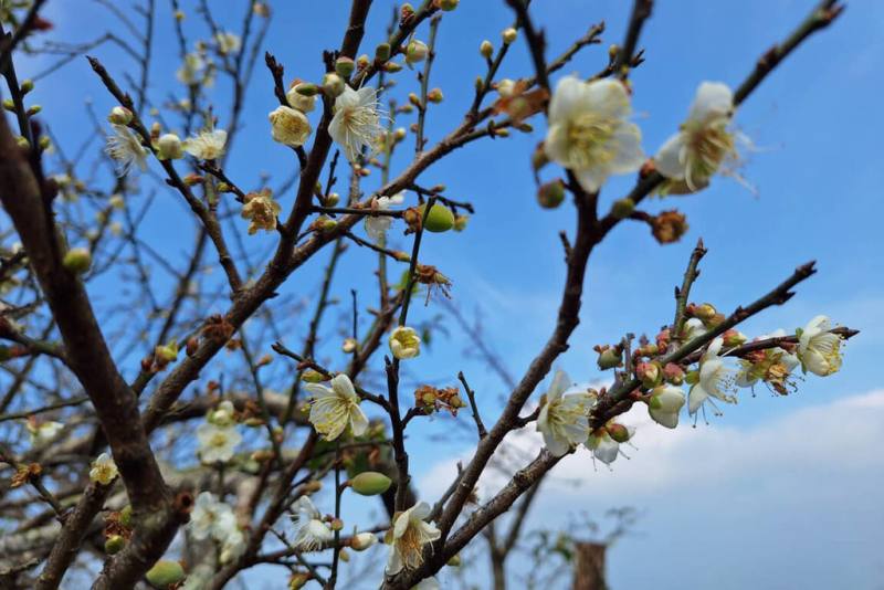 位於台南市楠西區的梅嶺風景區栽植大量梅樹，每到花期，大片梅花盛開，美景引人入勝。（許鴻文提供）