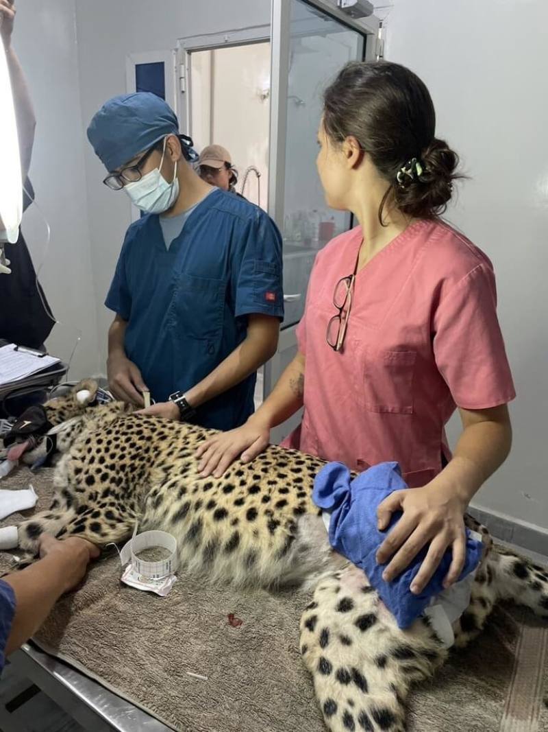 台灣獸醫陳弈凱遠赴非洲索馬利蘭，擔任獵豹保育基金會志工。（陳弈凱提供）