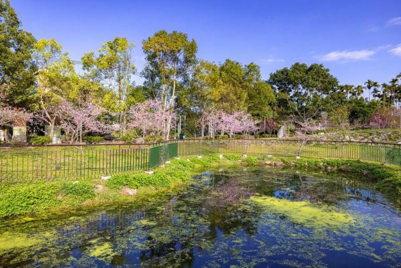 南投縣政府24、25日、3月2日至3日在鹿谷小半天石馬公園舉辦「竹夢森活節」，邀請民眾一次欣賞竹林與粉嫩櫻花。（南投縣政府提供）