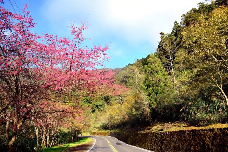 阿里山公路台18線以景觀軟化手法創造生態友善空間