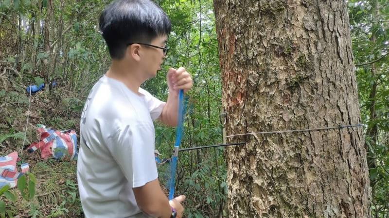 農業部林業及自然保育署宜蘭分署2023年下半年委託宜蘭大學團隊調查坪林台灣油杉自然保留區的台灣油杉生長情形，透過樹芯取樣推測樹齡，發現樹齡範圍跨足26年至640年，呈現老樹與幼木並存的穩定更新狀態。（林業及自然保育署宜蘭分署提供）