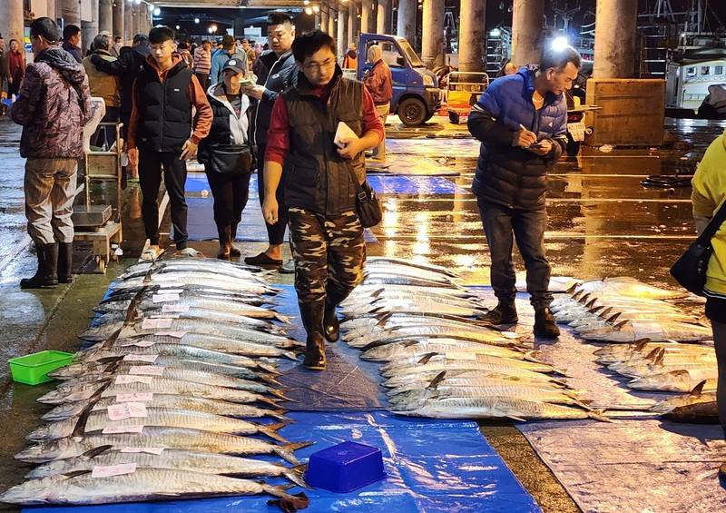 天氣好轉，海象趨穩，澎湖漁船出海作業，都大有斬獲。馬公第三漁港魚市場17日擺滿大大小小的土魠魚