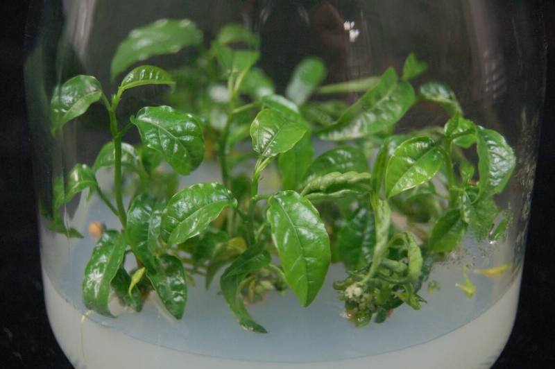 為確保國內有健康的百香果種苗投產，農業部種苗改良繁殖場費時2年，研發出全球獨家「百香果組織培養苗」量產技術，國產種苗業者恢復出口商機的潛力可期。（種苗場提供）