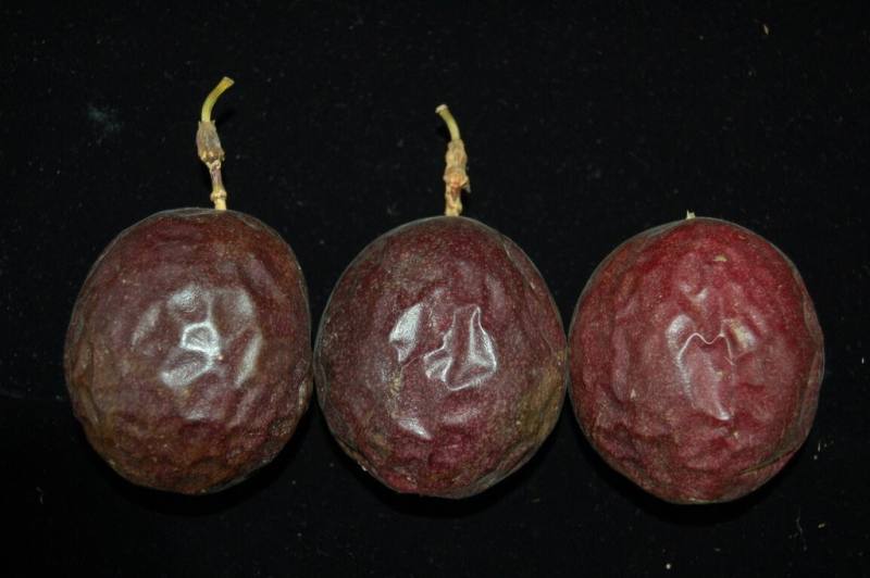 農業部種苗改良繁殖場表示，目前全台百香果栽培面積逾682公頃，每年鮮果產量約1.1萬公噸，產值高達新台幣8億元，鮮食或製成果汁、烘焙糕點都受歡迎。（種苗場提供）