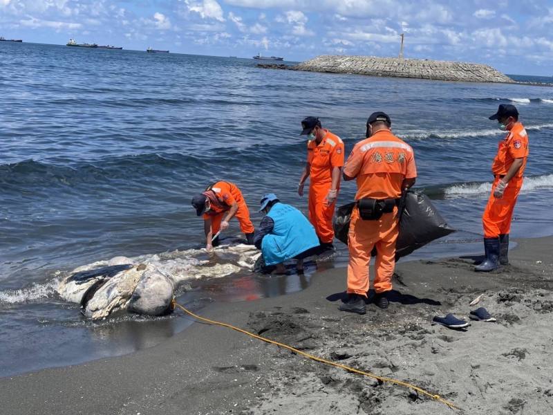 死亡的領航鯨被海浪沖至沙灘邊(高雄市政府海洋局提供)
