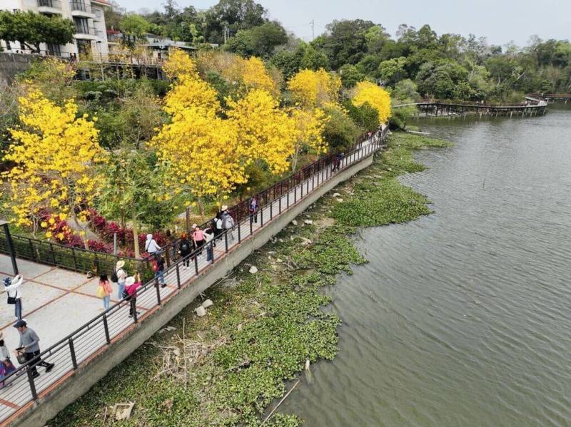 3月將至是風鈴木盛開的季節，新竹縣政府28日公布賞花景點，包含新埔詹家黃金風鈴木、巨埔休閒生態農場及峨眉湖步道等。（新竹縣政府提供