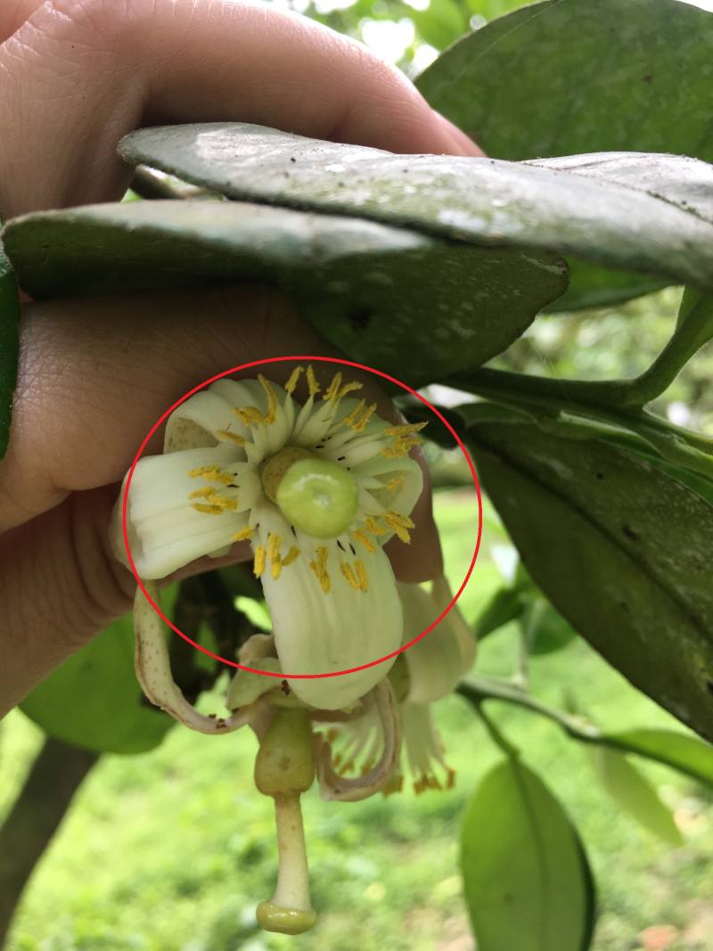 薊馬喜好於文旦花器內刺吸，紅圈內黑色細長物即為薊馬蟲體