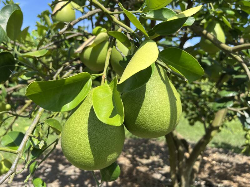 若能把握文旦花期有效防治薊馬則可維護果實優良品質