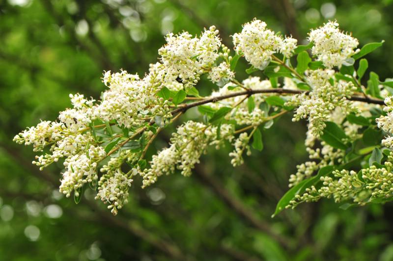 小實女貞：常綠灌木或小喬木。開闊地，或陽光充足處。原產於台灣中海拔山區，但亦能適應平地之氣候，故亦可供栽植為綠籬，或庭院樹，其樹形清秀，花開時滿樹雪白，甚為美觀。適合作為綠籬、庭園樹。所有權:林業保育署南投分署