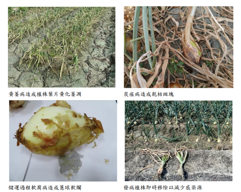 溫度變化大偶有降雨 洋蔥病害多留意