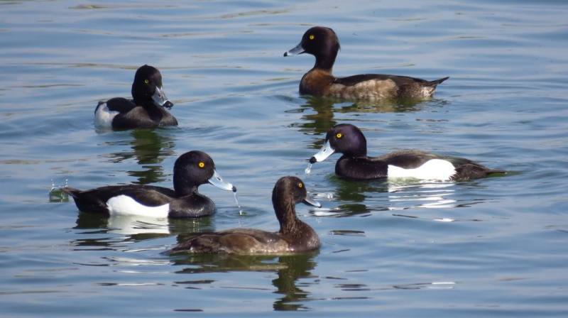 桃園市野鳥學會10日公布112年度冬季埤塘鳥類調查結果，幾乎不會上岸的鳳頭潛鴨（圖）腹部羽毛黑白分明，為桃園埤塘代表鳥種，這次調查也有2919隻次。（桃園市野鳥學會陳信維提供）