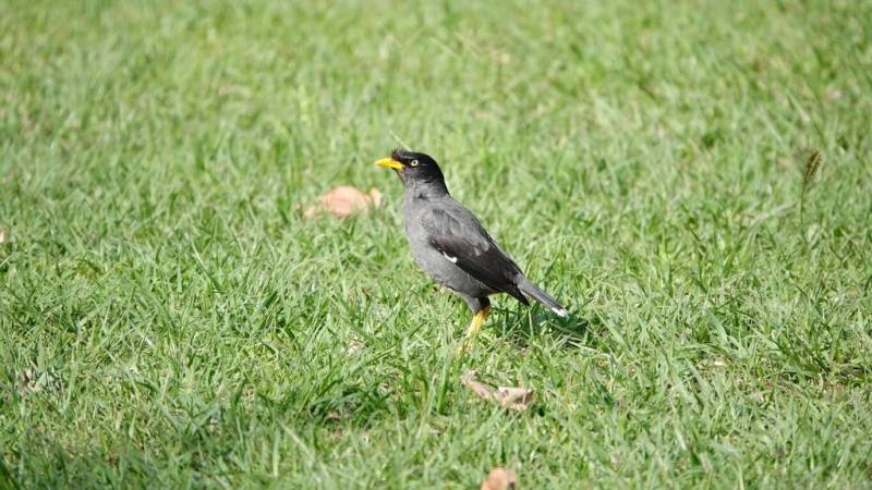 桃園市野鳥學會10日公布112年度冬季埤塘鳥類調查結果，其中包含外來入侵種的白尾八哥也擠入前10多的野鳥品種，值得關注。（桃園市野鳥學會陳信維提供）