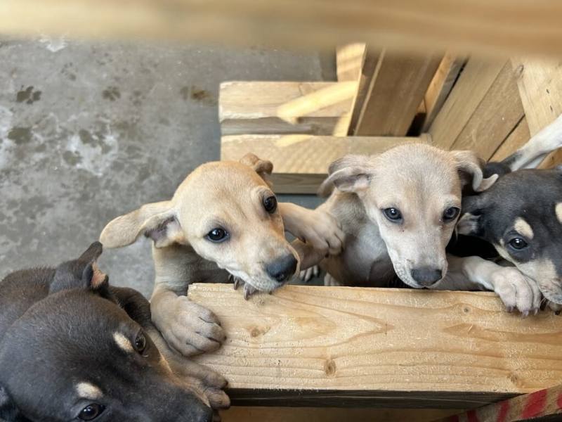 屏東縣政府在原隘寮營區打造複合式屏東縣動物之家，除流浪犬貓收容外，並提供野生動物救傷暫時安置、寵物行為訓練、醫療及民眾休憩等功能，園區今年初試營運以來順利認養共108隻犬貓，6月正式營運後，可望提高認養率。（屏東縣政府提供）