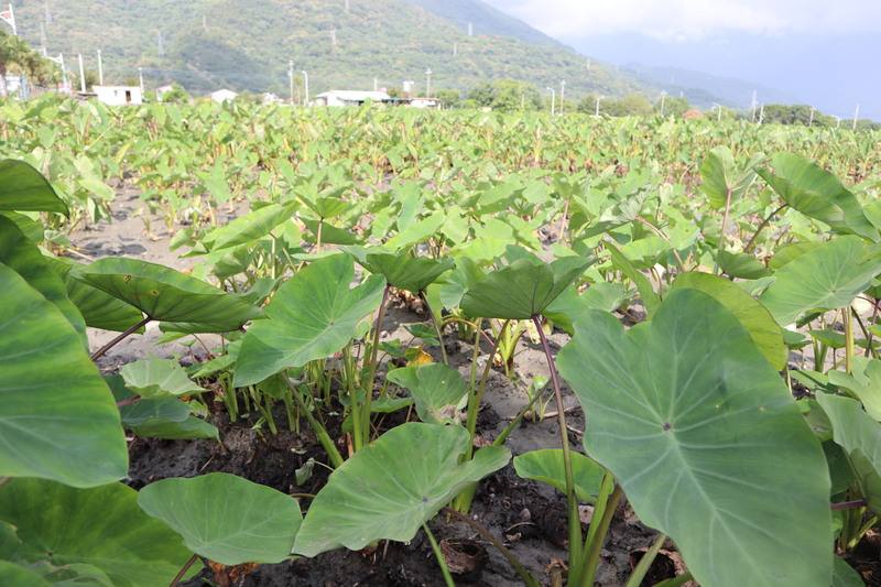 花蓮吉安芋頭享盛名苦缺工 芋苗種植機挺特色產業
