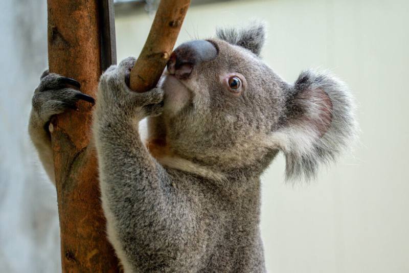 台北市立動物園19日表示，確診隱球菌症的無尾熊「金鋼狼」經過約半年治療及休養後，在醫療團隊評估下，將能回到戶外展場見客。（台北市立動物園提供）