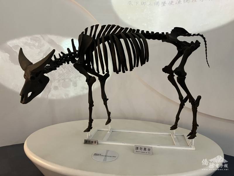 A preserved fossil standing upright. The plaque identifies it as a young Bubalus teilhardi, which is an extinct species of water buffalo.