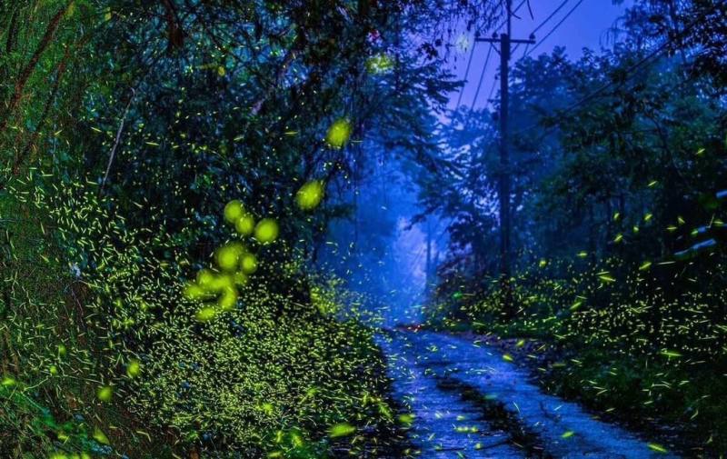高雄市那瑪夏區即將迎來螢火蟲季，區公所22日起至4月28日將推出相關遊程，歡迎民眾到訪觀賞自然美景。（高雄市那瑪夏區公所提供）