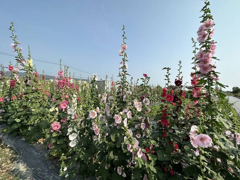 彰化員林蜀葵花季將於30日展開，今年有近萬株蜀葵花，並以「2024花田囍事 童遊蜀葵花」為主題，活動為期1個月，每日上午7時至下午6時開園。