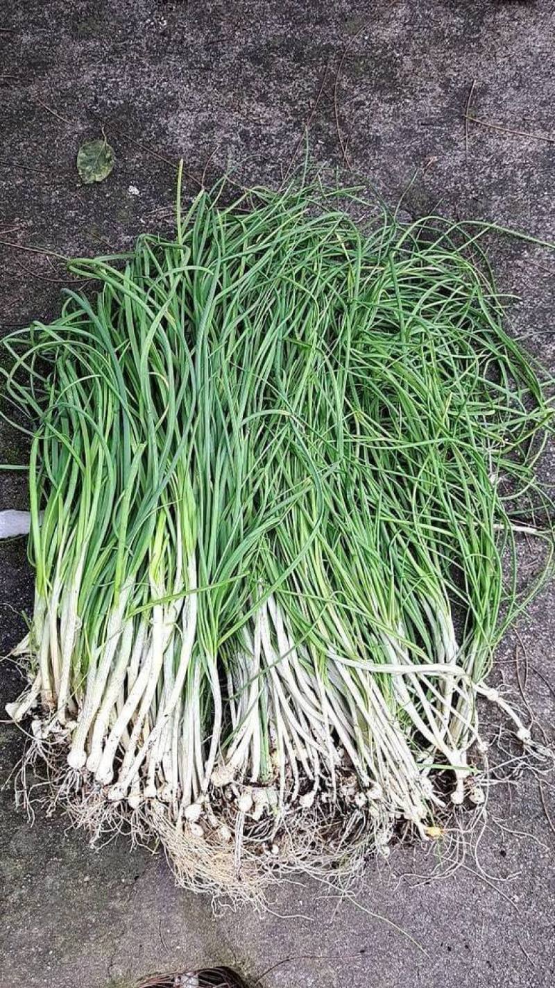 馬祖野生植物「麥蔥」學名為薤白，其實是蒜類的一種，主要產季為農曆年後至清明節前，由於無法人工栽種，只能採摘野生植株，產量稀少，主要料理方式為切段後混合麵糊後製成煎餅，是馬祖人餐桌不可或缺的春季美食。（民眾提供）