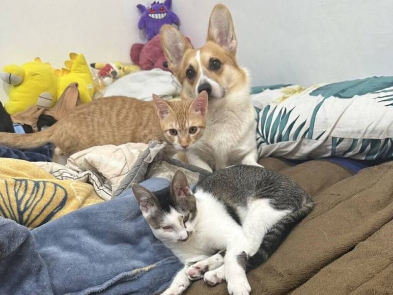 新北市動保處日前救援一隻骨折小奶貓（中），並取名為「琥珀」，牠在同齡幼貓「千尋」（前）陪伴下逐漸康復，不僅被一併收養，還與認養家庭中的柯基犬（後）成了玩伴。（動保處提供）