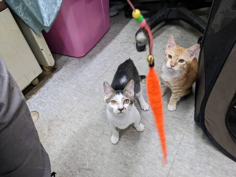 新北市動保處日前救援一隻骨折小奶貓（右），經手術治療，後續復原良好，為了協助牠復健行走，動保處還找來同齡幼貓陪伴，辦公室常可見到牠們的超萌身影。（動保處提供）