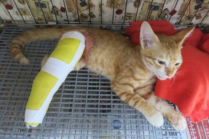 新北市政府動保處日前在中和區民治街救援一隻小奶貓，經檢查確認為右後腳股骨遠端生長板骨折，幸手術後復原順利，動保處也為小貓取名為「琥珀」。（動保處提供）