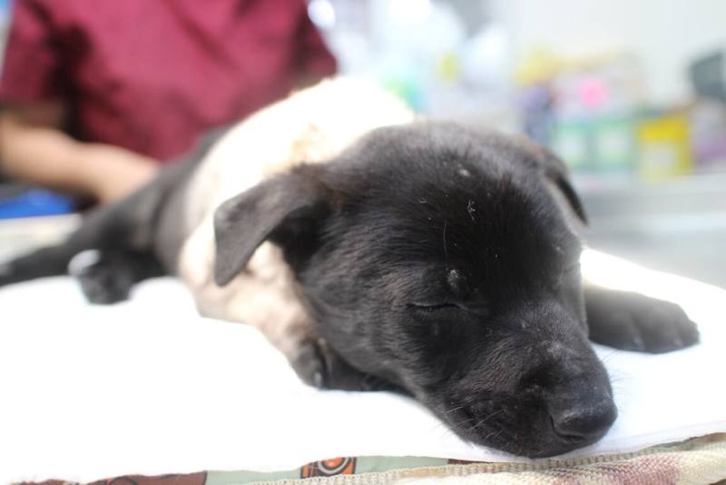 1隻黑色幼犬日前被發現倒臥新北市金山區南勢湖路旁，動保處獲報救援發現小狗疑因車禍骨折，所幸及時手術治療且術後復健良好，才能免除跛腳的危險。（動保處提供）