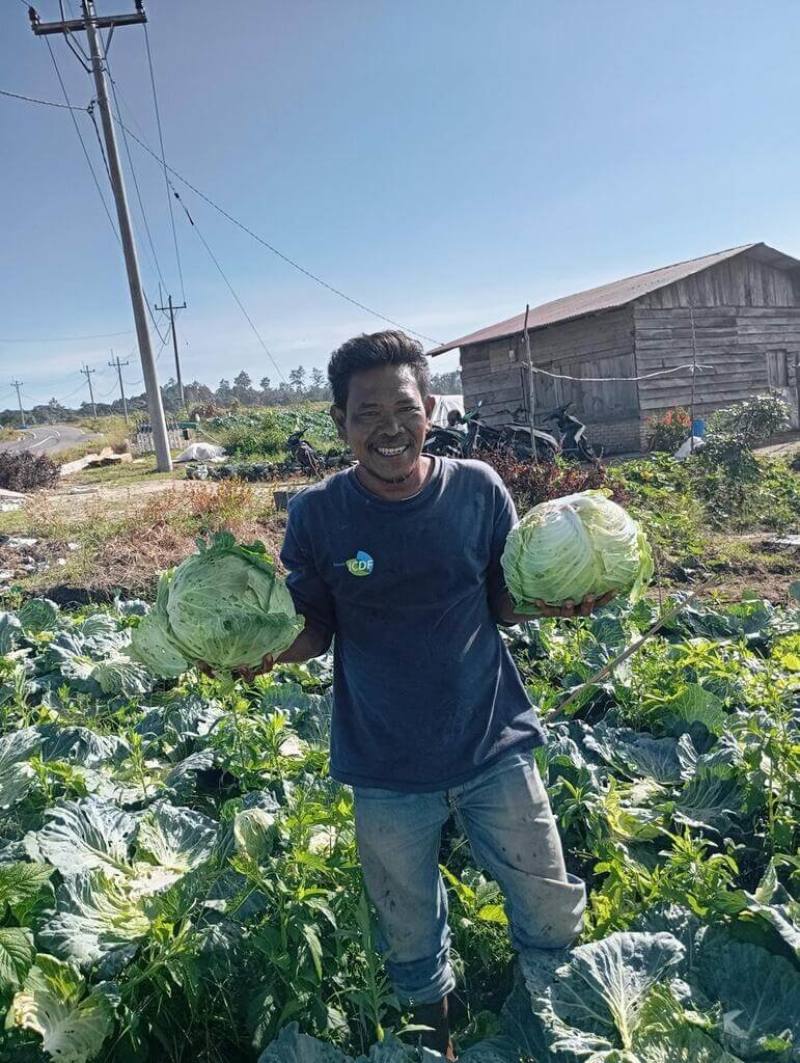 印尼北蘇門答臘農民強帕諾是駐印尼台灣技術團的合作農民，看著自己首次栽培的甘藍田，強帕諾成就感十足。（駐印尼台灣技術團提供）