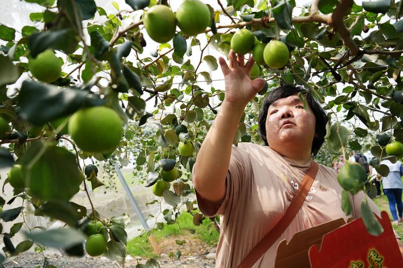 罕見疾病基金會30日舉辦「高樹蜜棗採果趣」活動，邀請罕病家庭一同出遊踏青，「愛伯特氏症」病友陳奕瑩也開心參與。她說，出生時她的手指、腳趾緊緊相連、20幾年來經歷多次手術進行分離，雙手無法正常握取，這次採果對她來說是個難得體驗。