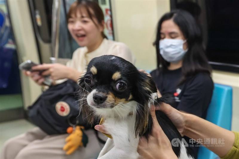 A dog stares at the camera on the Taipei Metro on Sunday. CNA photo March 31, 2024