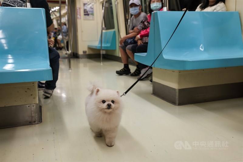 A dog on a leash takes a casual stroll aboard the Taipei Metro on Sunday. CNA photo March 31, 2024