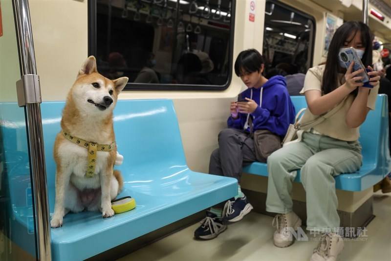 A human passenger attempts to snap a photo of her fellow Shiba Inu passenger on Sunday. CNA photo March 31, 2024