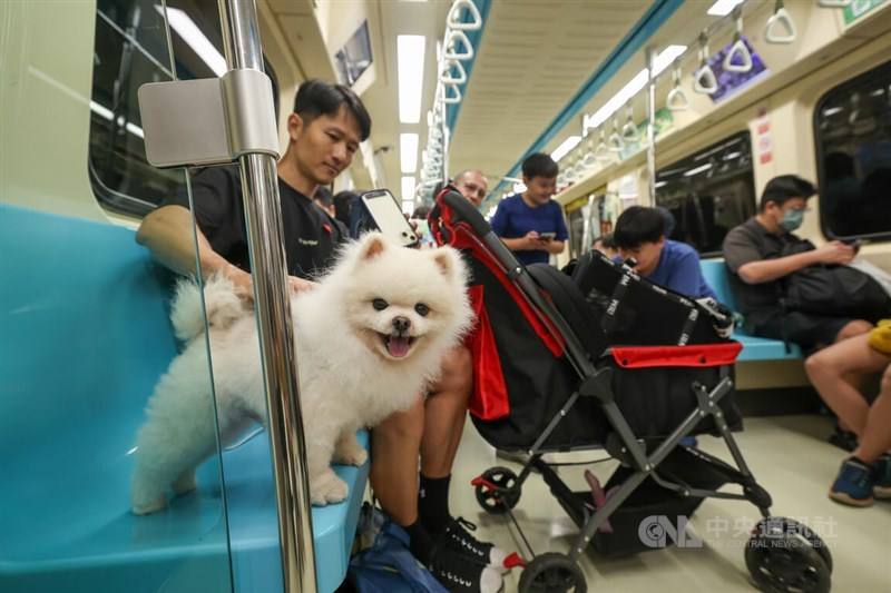 A dog is let out of its stroller to experience a special pet friendly service on the Taipei Metro on Sunday. CNA photo March 31, 2024