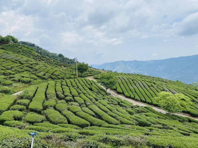 國立中山大學首創結合地方公車式小黃與有機觀光理念，規劃「來去桃源住一晚」輕旅行，提供「藤枝森林遊樂區」、「寶山台灣原生山茶茶席體驗」、「復興手作愛玉」、「原民竹編技藝體驗」等深度體驗行程。（中山大學提供）