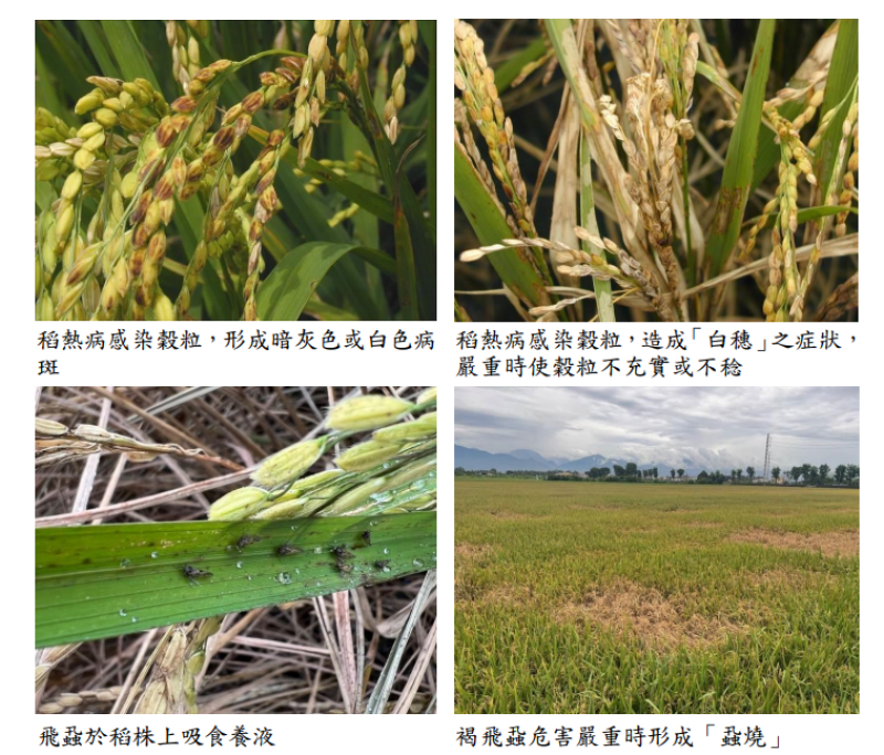高屏一期稻作已陸續進入孕穗期，籲請農友注意病蟲害防範