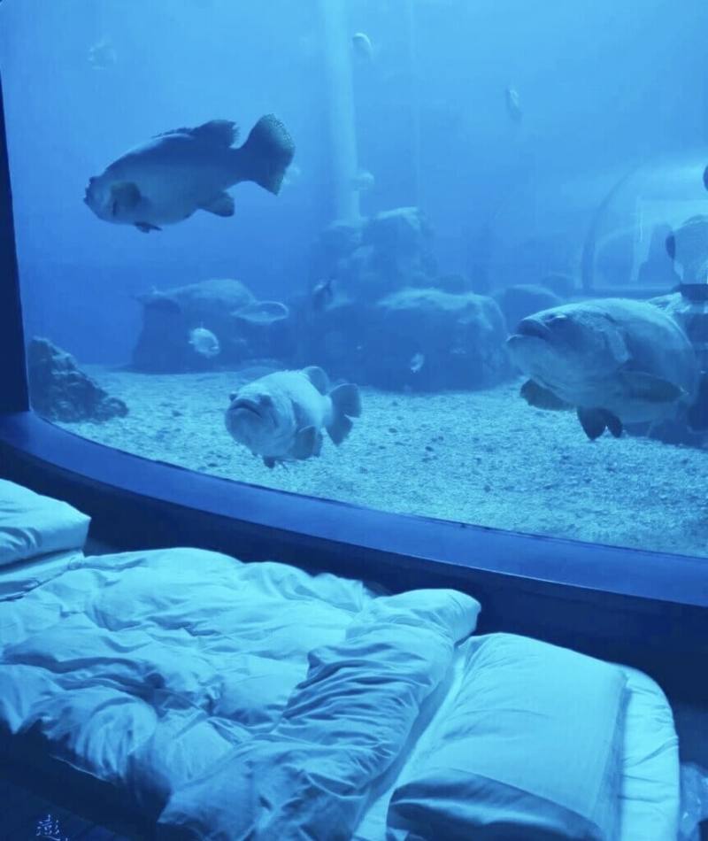 澎湖水族館歡慶重新開幕5週年，2024年再度推出「與魚兒共眠體驗」，活動熱銷，歡迎民眾前來夜宿水族館，享受與魚兒共眠的海底世界。（澎湖水族館提供）