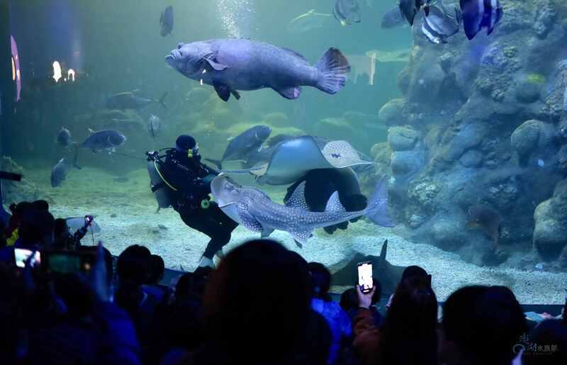 澎湖水族館歡慶重新開幕5週年，4日起推出主題活動「霍格華爾茲海底遊樂園」，邀請大小朋友一起加入這場充滿童趣與冒險的盛宴，歡渡兒童節。