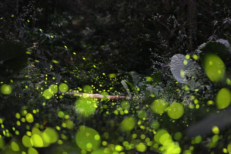 2024日月潭螢火蟲季4月起跑，日月潭國家風景區管理處8日表示，今年螢況較往年提前，推薦地點有桃米、東光、大林、水社、頭社、潭南、雙龍，民眾可向賞螢主辦單位聯絡報名。（日月潭國家風景區管理處提供）