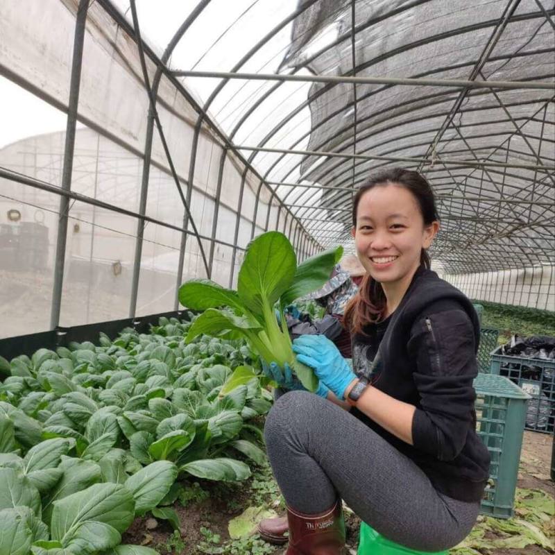 印尼華人翁蓉里2023年在苗栗城南有機農場實習，每天種苗採菜，中午約有2至3個小時的休息時間，體驗簡單純樸的小鎮生活，帶給她許多寶貴經驗和知識。（翁蓉里提供）