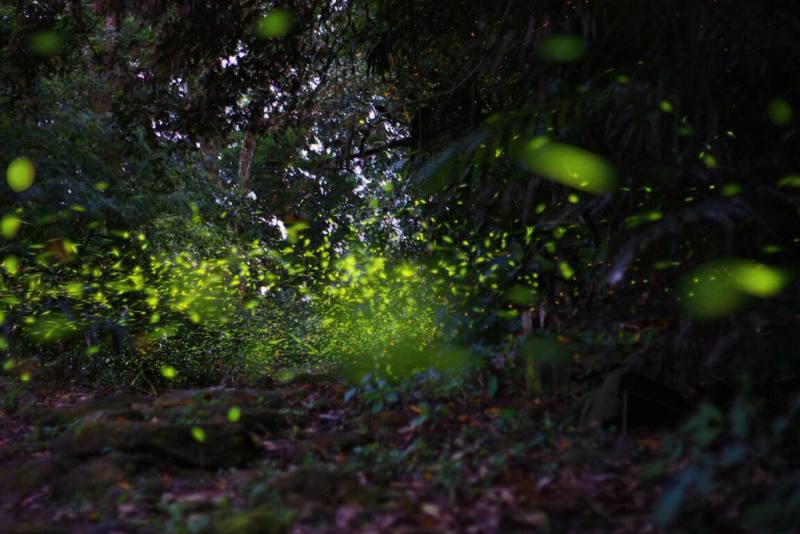 「2024台南楠西梅嶺賞螢季」27日起至5月12日舉行，活動期間3個週休假日採總量管制入場，需線上預約報名。圖為以往大量螢火蟲出現場景。（台南市政府提供）