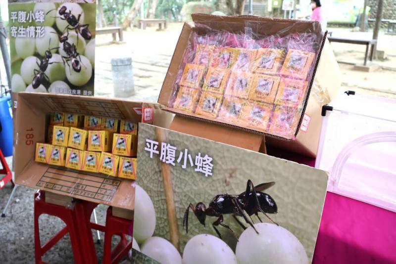 彰化縣員林市公所在藤山步道員獅亭舉行平腹小蜂釋放記者會，公所表示，今年特向彰化縣政府爭取16萬隻荔枝椿象天敵平腹小蜂，將釋放於員林八卦山區登山步道，抑制荔枝椿象繁衍。（員林市公所提供）